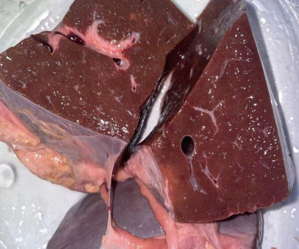 a83166531746b5ddee5b7560248056fc905fc1af