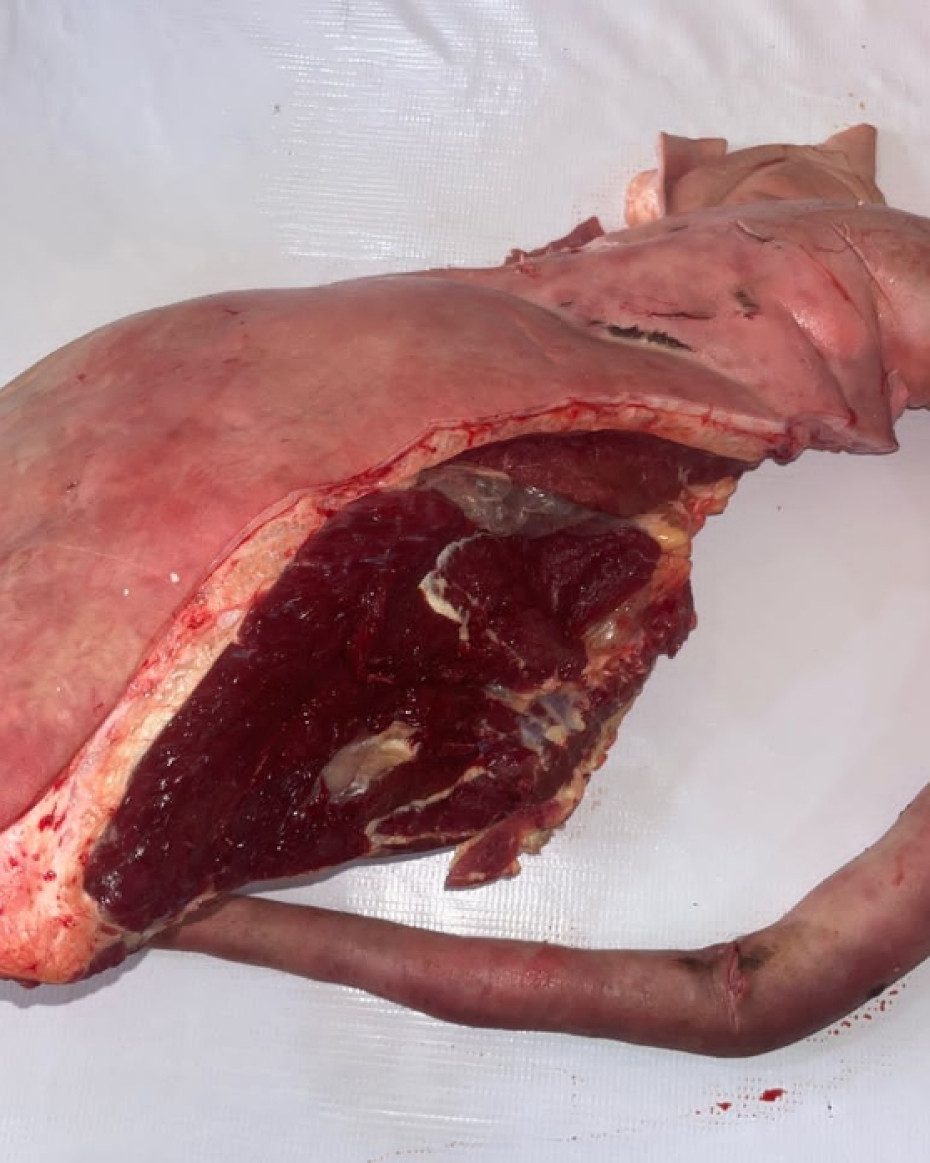 Oxtail (Cow Tail) - Image 2