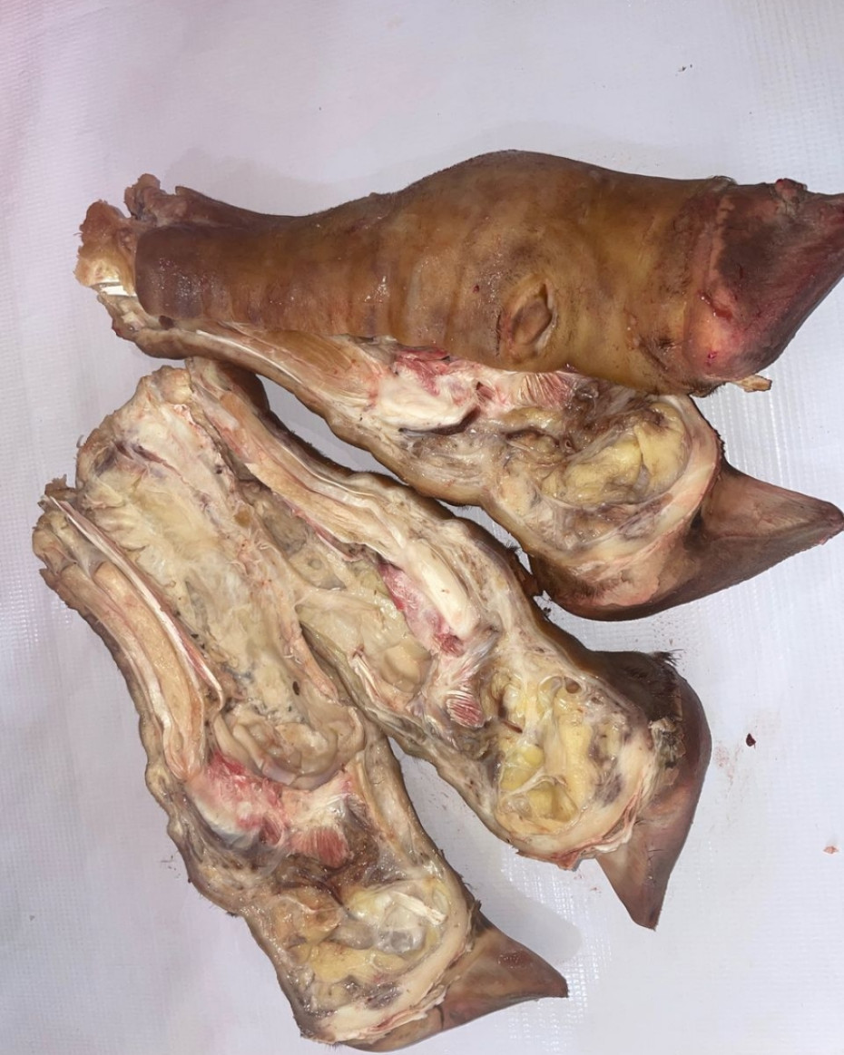 Cow Leg (Shank & Paw)