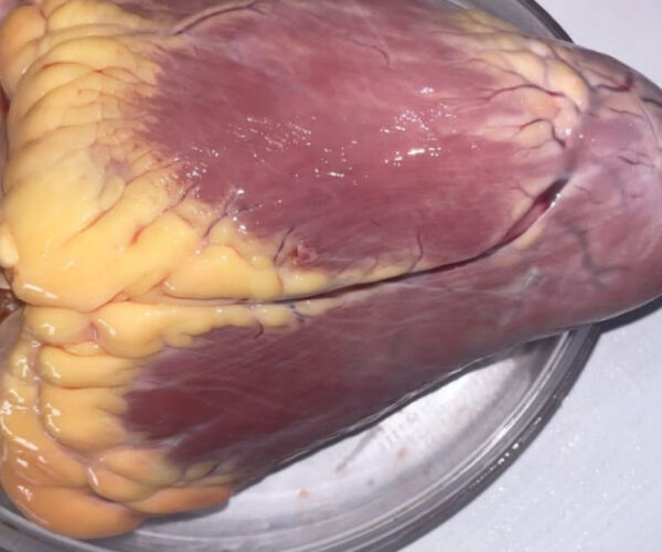 ca2395b19991f0b6bb530d8ce24da1a80366b37b