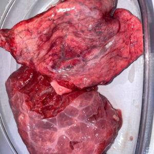 Cow Lungs (Fuku)