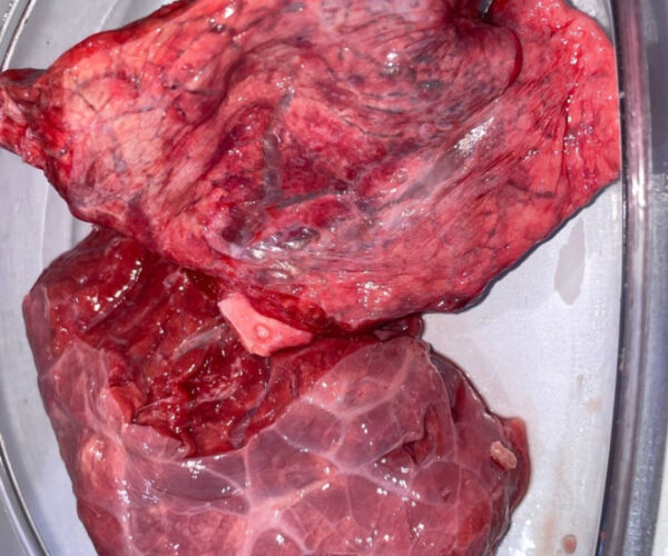 ebdb927b8e12b08a80acff6a0e5926a2a4df23e3